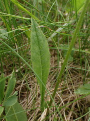 Crepis mollis