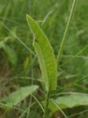 Crepis mollis