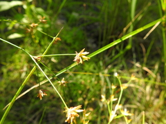 Juncus diffusissimus