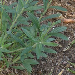 Lithospermum macromeria