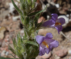 Penstemon auriberbis