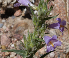 Penstemon auriberbis