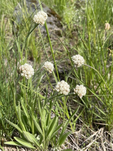 Antennaria anaphaloides Rydb.