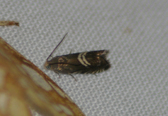 Grapholita interstinctana