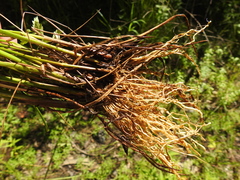 Juncus diffusissimus