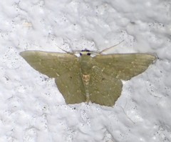 Chloropteryx nordicaria