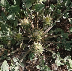 Centaurea urvillei
