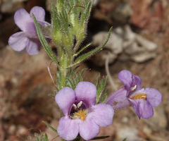 Penstemon auriberbis