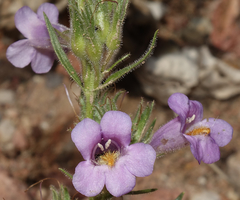 Penstemon auriberbis