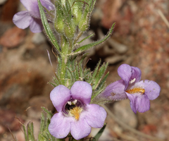 Penstemon auriberbis