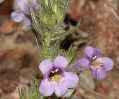 Penstemon auriberbis