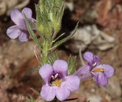 Penstemon auriberbis