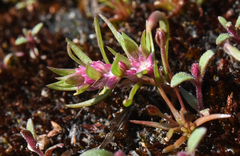 Polygonum polygaloides