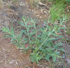 Lithospermum macromeria