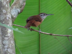 Cantorchilus longirostris