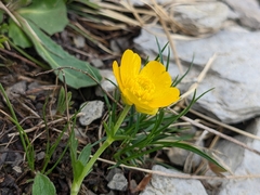 Ranunculus montanus