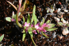 Polygonum polygaloides