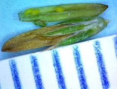 Juncus diffusissimus