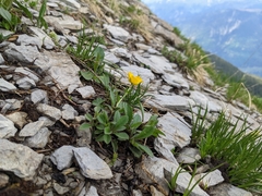 Ranunculus montanus