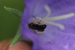 Chelostoma rapunculi