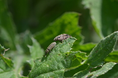 Lixus filiformis