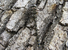 Gomphaeschna furcillata