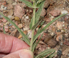 Penstemon auriberbis