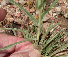 Penstemon auriberbis