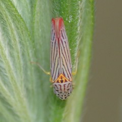 Graphocephala aurora