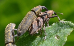 Lixus filiformis