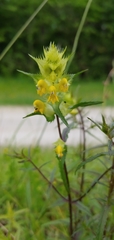 Rhinanthus glacialis