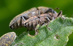 Lixus filiformis