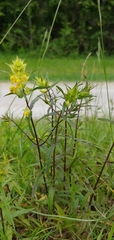 Rhinanthus glacialis