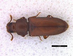 Tribolium castaneum
