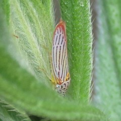Graphocephala aurora