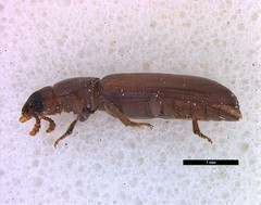 Tribolium castaneum