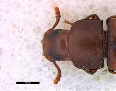 Tribolium castaneum