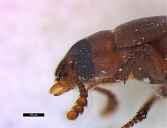 Tribolium castaneum