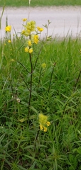 Rhinanthus glacialis