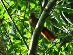 Phacellodomus erythrophthalmus