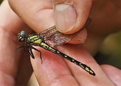 Hylogomphus geminatus