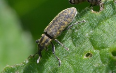 Lixus filiformis