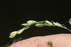 Poa saltuensis