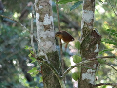Anabacerthia lichtensteini