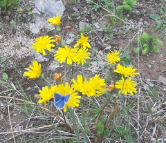 Pseudophilotes baton