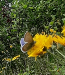 Pseudophilotes baton