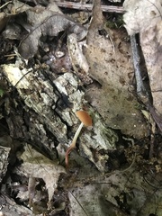 Marasmius sullivantii