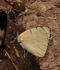 Perisama tryphena cauca