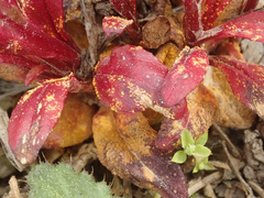 Pucciniastrum epilobii