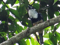 Notharchus swainsoni